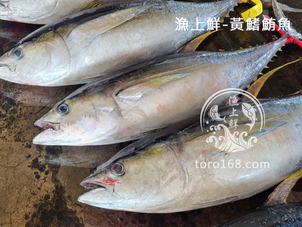 黃鰭鮪魚整件